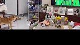 也不知道演的啥，给狗狗吓成这样