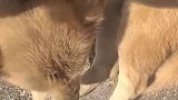 狗子：我最近又没有犯错，咋又来威胁我呢！