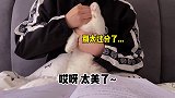 书中自有黄金屋？哈哈哈哈哈哈哈迷惑行为大赏 铲屎官的乐趣 沙雕 矮脚猫 学习使我快乐