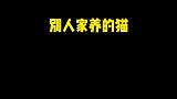 为什么我养的猫和别人的差别就这么大