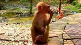 实拍：孤儿猴不停的寻找吃的！