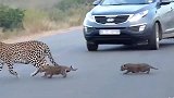 小豹子跟着妈妈过马路，却被汽车吓得不敢动弹，网友太蠢萌了吧！