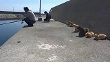 小哥前面钓鱼，一群猫咪在后面等
