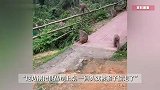 上百只野猴上西天寺“大闹天宫”！上房揭瓦、进殿偷果