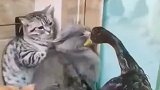 猫咪被鸭子堵在角落，吓得瑟瑟发抖