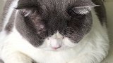 像熊不是熊啊，像猫不是猫！