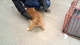 农村狗市这只小狗真不错，四蹄踏雪忠心耿耿，小伙一抱就往怀里钻