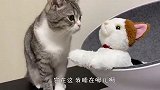 看到窝被别的猫抢去，喵星人不干了，下一秒忍住别笑