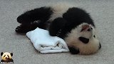 熊猫宝宝躺着卖萌：今天实在是太困了，大家凑合看吧