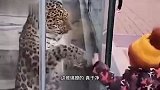 狗：我把你当主人，你把我当闹钟，脸给你拍肿
