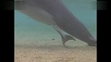 生活-海豚分娩过程小海豚生下来就与妈妈一起潜水