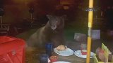美国：加州一棕熊吓走饭店食客，享用其留下的汉堡