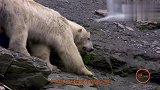 憨厚的北极熊为“讨生”，被逼学攀岩，背后故事令人反思