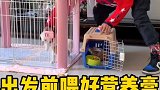 狗宝宝去新家了，愿狗生幸福
