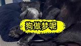 这睡觉，是梦到了什么了，作噩梦了