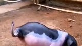希望小猪能被主人善待