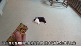 兔子面前有冲天炮也不怕，继续躺着，还真是懒呀