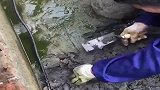 鱼塘终于有收获了，大哥一会的功夫就挖了一桶甲鱼，发财了