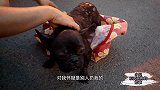 得了皮肤病的繁殖犬法斗被狠心抛弃，经小迟半月治疗，已经痊愈