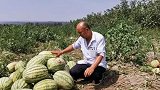 陕西一瓜农5万斤西瓜遭村民哄抢 村委会：有人造谣“不要了”
