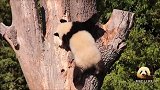 熊猫宝宝梦圆使出洪荒之力往大树上爬，小背影可爱至极