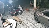 监控实拍：猎豹闯入民宅后进入“捕食状态” 吼声低沉袭看家黑狗