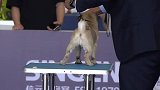 致力于推广巴哥犬，让巴哥犬发光发热。你看，他的眼睛会亮