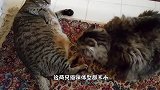 胖猫咪打架，两只都懒的站起来，太不专业了