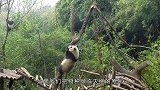 佛系的大熊猫，不愁吃喝没有天敌，咋把自己搞濒危了？