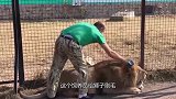 棍棒底下出孝子雄狮惹怒饲养员，直接拎棍子进去开打
