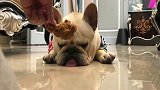 斗牛犬：女主人太坏了，竟用这种方式叫我起床！