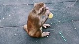 猴子喝奶茶