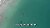 虎鲸搁浅在沙滩上，知道自己已经无法得救，竟流出了眼泪