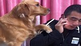 铲屎官打电话教朋友做狗肉，金毛豆豆上来就是一顿捶，太逗了