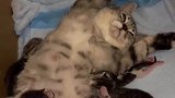摆烂的猫妈妈：我就是一个没有感情的喂崽机器