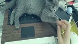 蓝猫强行霸占主人的电脑，驱赶后还要和主人大打出手，欺人太甚啊