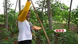 山里不知名的红野果，村民用这摘果利器一次摘十几个，直接拿着吃
