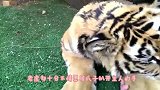 如何给老虎抽血原来前期要演这么多戏，涨知识了