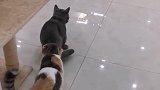 圈儿啊，你阻止不了的