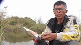 新做了一款窝料，试试效果，太神奇了