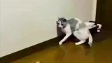 猫咪萌不萌全看主人