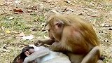 小猴子恐惧地看着猴妈妈，这是为什么