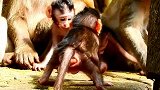 非常好的猴妈妈给猴宝宝一个安静，健康的猴宝宝