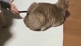 主人用笔戳猫咪的屁屁，居然意外发现隐藏开关！