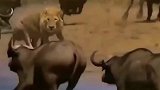 雄狮想要趁乱捕捉一只野牛，不料竟被野牛撞飞！