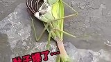 肚子里面有铁线虫，简直不可思议