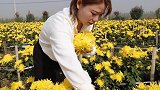 满地尽披黄金甲！女大学生返乡种千亩菊花产值千万：像养女儿