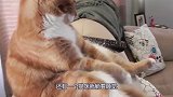 那些年成精的猫咪,说好建国不能成精呢,笑死我了