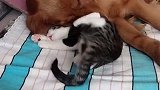 第一次见猫狗这么和睦，好温暖呀！
