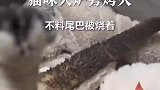 拖着带火尾巴到处跑